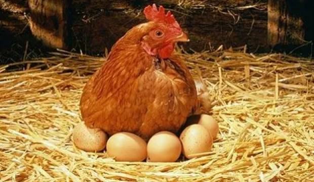 köy yumurtası